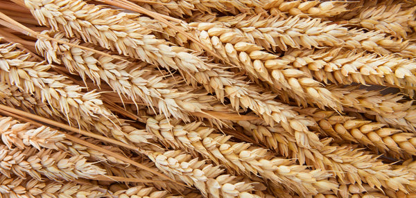 Desmontando 4 mitos sobre la celiaquía.